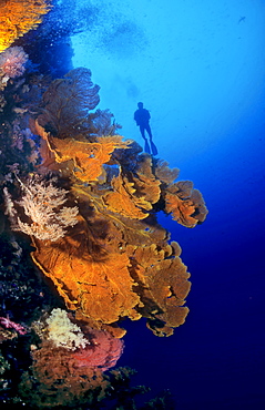 Diver on a slope with corals, Philippines