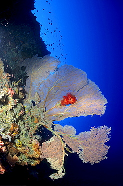 Underwater landscape with soft corals (Alcyonacea) and gogonians