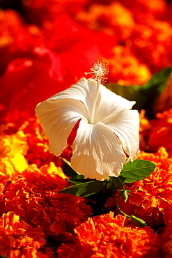 Hibiscus flower (Hibiscus)