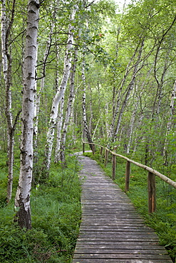 Wooden bridge in a birch forest, Mueritz National Park, Mecklenburg-Western Pomerania, Germany, Europe