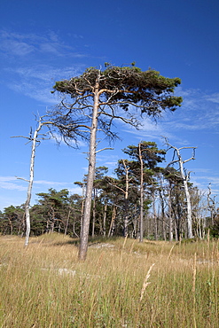 Landscape in Darss, Nationalpark Vorpommersche Boddenlandschaft national park, Fischland-Darss-Zingst peninsula, Mecklenburg-Western Pomerania, Germany, Europe