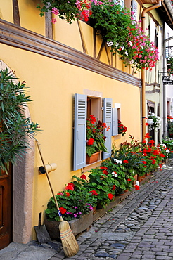 Half-timbered house and flowers, Eguisheim, Alsace, France, Europe