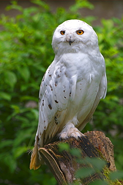 Portrait of a Snowy Owl (Bubo scandiacus)