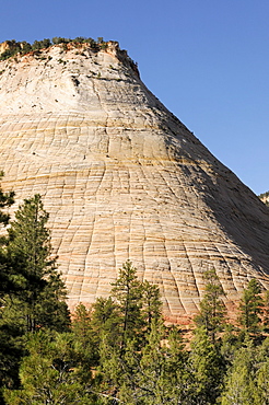 Checkerboard Mesa, sandstone, Zion National Park, Utah, USA, North America