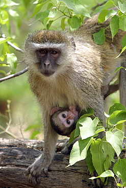 Vervet Monkey (cercopithecus aethiops) with young suckling