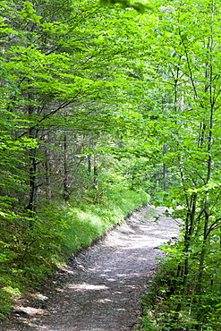 Forest trail