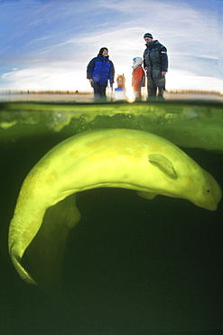 Beluga Whale (Delphinapterus leucas) under ice. White Sea, White Karelia, Russia