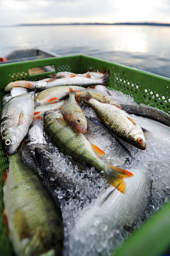 Recently caught perches from Lake Starnberg, Fuenfseenland area, Upper Bavaria, Bavaria, Germany, Europe