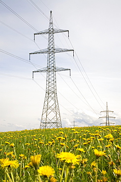 Electricity pylons, power poles, flowering meadow with dandelions, Paehl, Upper Bavaria, Bavaria, Germany, Europe