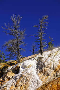 Palette Spring Street, Lower Terraces, limestone sinter terraces, geysers, hot springs, colorful thermophilic bacteria, microorganisms, dead trees, Mammoth Hot Springs Terraces in Yellowstone National Park, Wyoming, America