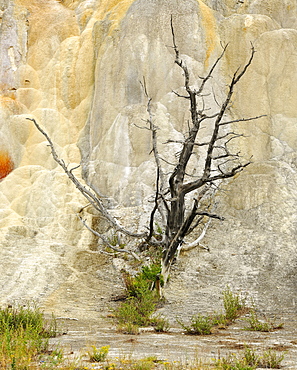 Orange Mound Road, Upper Terraces, limestone sinter terraces, geysers, hot springs, colorful thermophilic bacteria, microorganisms, dead trees, Mammoth Hot Springs Terraces in Yellowstone National Park, Wyoming, America