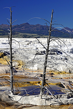 Canary Spring Terrace, limestone sinter terraces, geysers, hot springs, in front of Mount Everts, Mammoth Hot Springs Terraces in Yellowstone National Park, Idaho, Montana, Wyoming, America