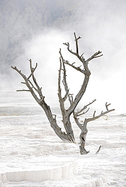 Petrified tree in New Blue Spring Terrace, limestone sinter terraces, steaming geysers, hot springs, Mammoth Hot Springs Terraces in Yellowstone National Park, Wyoming, United States of America, USA