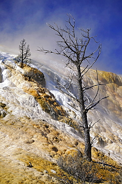 Devil's Thumb, Palette Spring Street, Lower Terraces, limestone sinter terraces, geysers, hot springs, colorful thermophilic bacteria, microorganisms, petrified trees, Mammoth Hot Springs Terraces in Yellowstone National Park, Wyoming, United States of Am