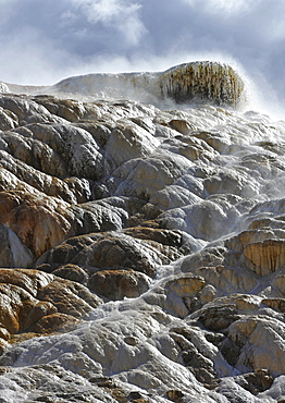 Palette Spring Terrace, Lower Terraces, limestone sinter terraces, geysers, hot springs, colorful thermophilic bacteria, microorganisms, Mammoth Hot Springs Terraces in Yellowstone National Park, Wyoming, United States of America, USA