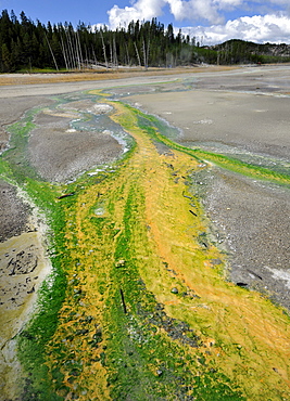 Outlet of the Pinwheel Geyser, Porcelain Basin, Norris Geyser Basin, colored thermophilic bacteria, microorganisms, geysers, geothermal springs in Yellowstone National Park, Wyoming, United States of America, USA