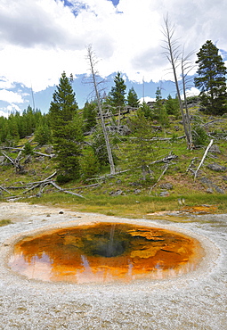 Wave Spring Geyser, Upper Geyser Basin, geothermal springs in Yellowstone National Park, Wyoming, United States of America, USA