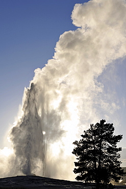 Eruption of the Old Faithful geyser, Upper Geyser Basin, geothermal springs in Yellowstone National Park, Wyoming, United States of America, USA