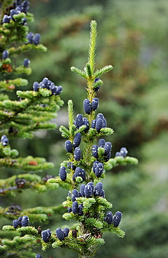 Blue cones of a Korean Fir (Abies koreana), Wilcox, Columbia Icefield, Icefields Parkway, Jasper National Park, Canadian Rockies, Rocky Mountains, Alberta, Canada