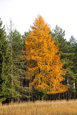 European larch (Larix decidua) in autumn