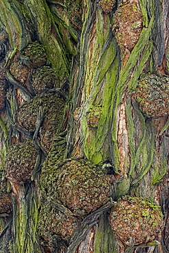 Bark of a Black Locust (Robinia pseudoacacia)