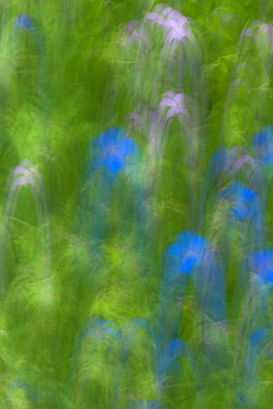 Geranium meadow, blurred