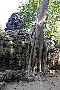 Roots of a Tetrameles nudiflora tree overgrowning the ruins of Ta Prohm, Angkor, UNESCO World Heritage Site, Siem Reap, Cambodia, Southeast Asia, Asia