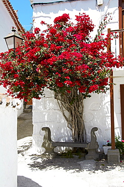 Side street with flowering bougainvillea bushes, Fataga, Gran Canaria, Canary Islands, Spain, Europe