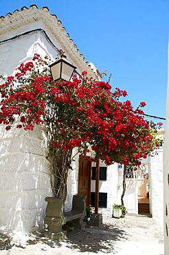 Side street with flowering bougainvillea bushes, Fataga, Gran Canaria, Canary Islands, Spain, Europe