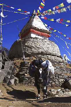 A packed Yak (Bos mutus) at a stupa with prayer flags in Mongla, Khumbu, Sagarmatha National Park, Nepal, Asia