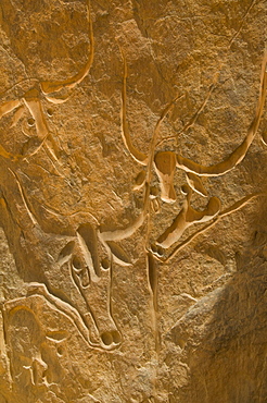 Rock carving, Crying Cow, Algeria, Africa