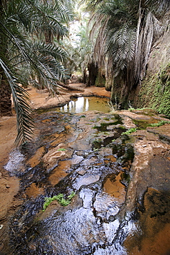 The oasis of Tirjit, near Atar, Mauretania, northwestern Africa