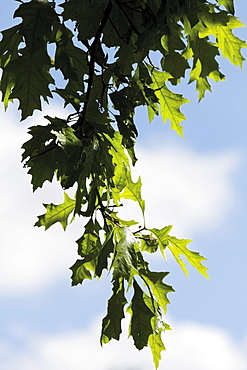 Turkey oak (Quercus cerris), leaves