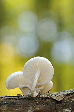 Porcelain Fungus (Oudemansiella mucida) in Jasmund National Park, Ruegen, Mecklenburg-Western Pomerania, Germany, Europe