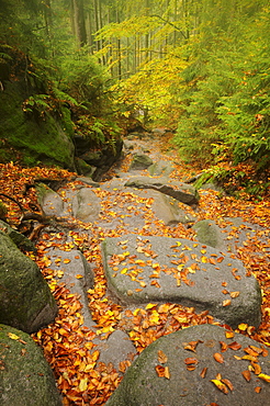 Wilde Hoelle trail in autumn in the Saechsische Schweiz, Saxon Switzerland, Elbe Sandstone Mountains, Saxony, Germany, Europe