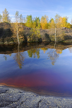 Birch trees (Betula) in a surface mine near Leipzig, Saxony, Germany, Europe