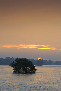 Tree on flooded grassland on the Elbe river near Dessau at sunrise, Mittlere Elbe biosphere reserve, Saxony-Anhalt, Germany, Europe