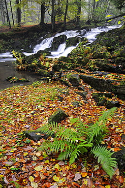 Waterfall in the Selketal valley in autumn, Harz mountain range, Saxony-Anhalt, Germany, Europe