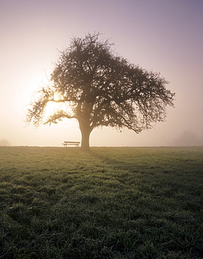 Park bench under a tree in autumn, Swabian Alb, Baden-Wuerttemberg, Germany, Europe