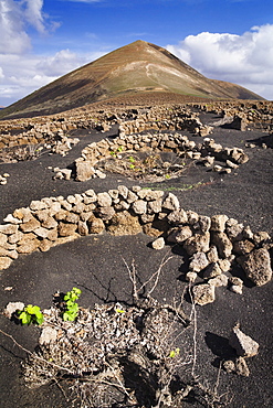 Montana Guardilama mountain and traditional wine growing, La Geria, Lanzarote, Canary Islands, Spain, Europe