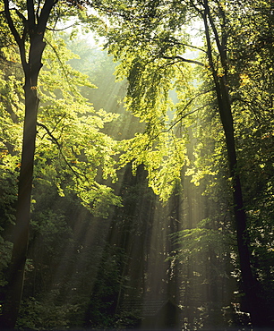 Sun rays in a forest near Denkingen, Zollernalb district, Swabian Alps, Baden-Wuerttemberg, Germany, Europe