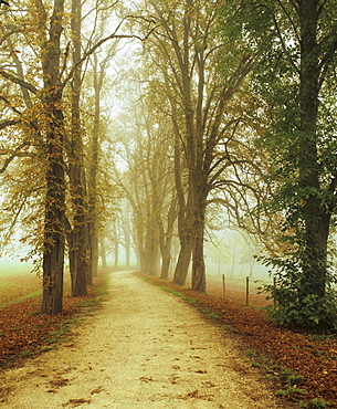 Tree-lined road in the royal park of Inzigkofen, Upper Danube Nature Park, Swabian Alps, Baden-Wuerttemberg, Germany, Europe