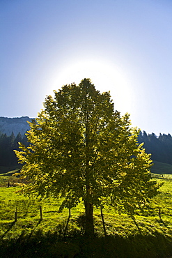 Tree in backlight, Canton Appenzell, Switzerland, Europe