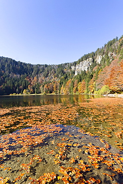 Autumn at Lake Feldsee, Mt. Feldberg, Black Forest, Black Forest, Landkreis Hochschwarzwald county, Baden-Wuerttemberg, Germany, Europe