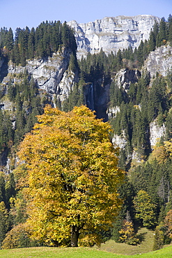 Sycamore (Acer pseudoplatanus), Braunwald, Glarus Alps, Canton Glarus, Switzerland, Europe