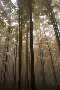 Beech forest, autumn, Carpathian Mountains, Europe