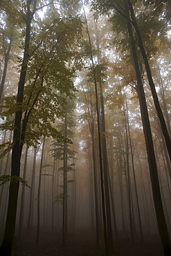 Beech forest, autumn, Carpathian Mountains, Europe