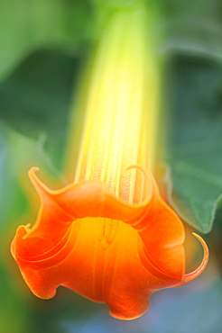 Red Angel's Trumpet (Brugmansia sanguinea) from South America