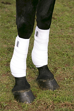 Dressage horse with bandages on its legs