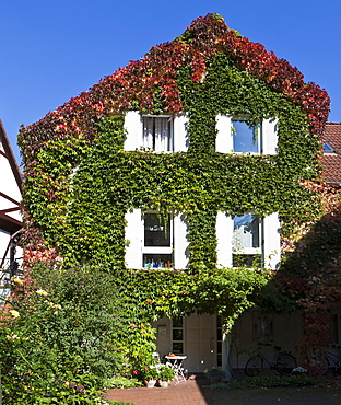 Virginia creeper (Parthenocissus tricuspidata) on a house wall